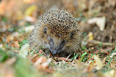 E3 2021: 《上古之魂》发布剧情宣传片 7月29日登陆全平台